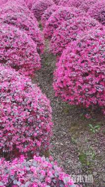 冠幅100厘米红花继木球