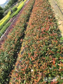 高度25厘米红叶石楠小苗