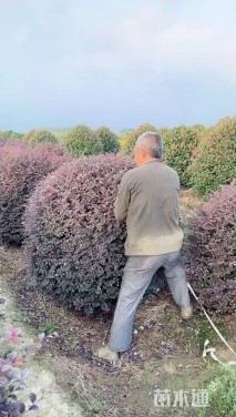 冠幅150厘米红花继木球