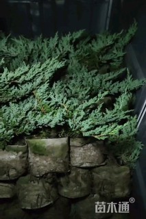 高度20厘米铺地柏