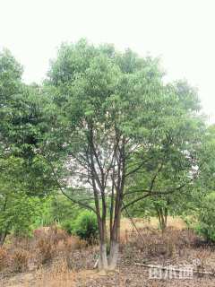 60公分(5杆)丛生香樟