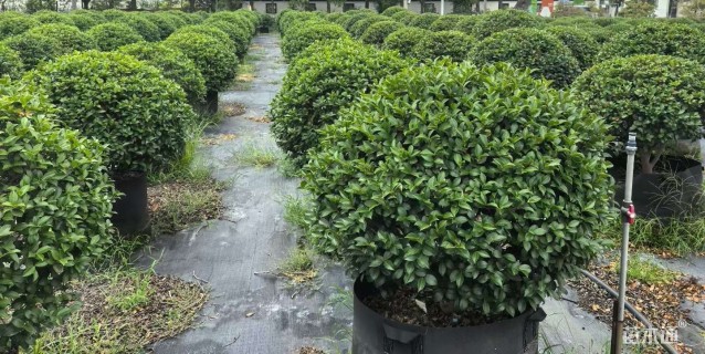 冠幅120厘米茶梅球