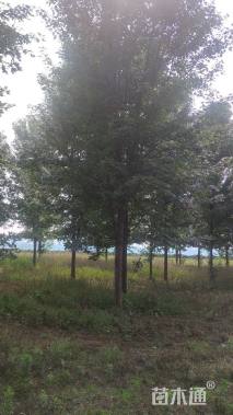 14公分美国红枫-红点