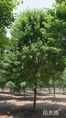 15公分元宝枫