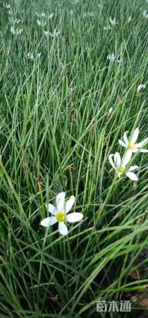 高度20厘米韭兰