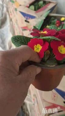 高度15厘米报春花