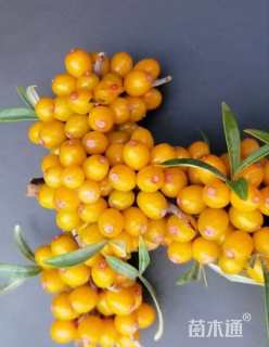 高度71.厘米沙棘