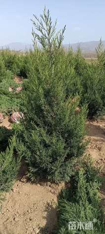 高度200厘米蜀桧