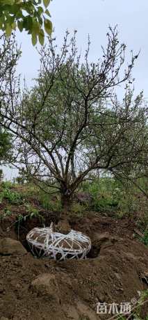 高度300厘米海滨木槿