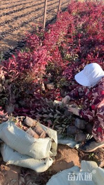 高度70厘米紫叶矮樱小苗