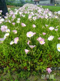 高度20厘米美丽月见草