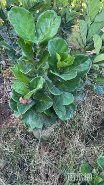 高度60厘米琴叶榕
