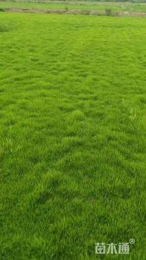 草卷状马尼拉草