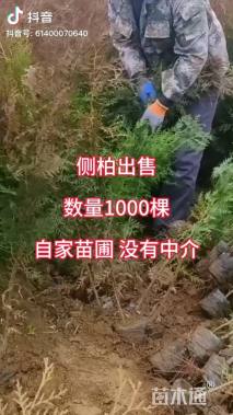 高度300厘米侧柏