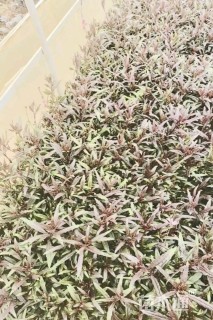 高度30厘米红花山桃草