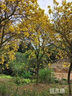 20公分黄花风铃木