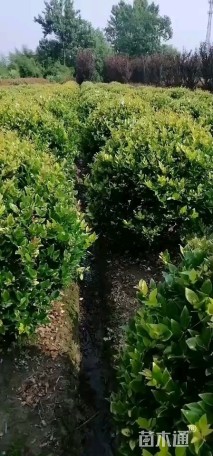 冠幅130厘米金森女贞球