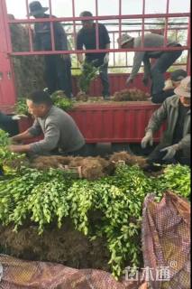 高度40厘米万年麻