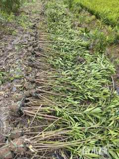 高度100厘米夹竹桃