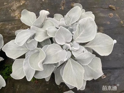 高度20厘米银叶菊