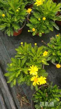 高度20厘米黄金菊