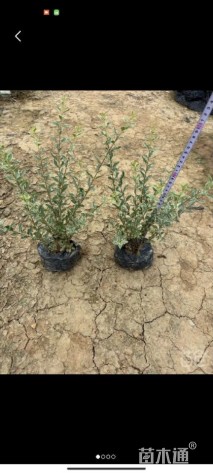 高度20厘米银姬小蜡