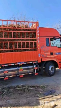 高度200厘米樱花小苗