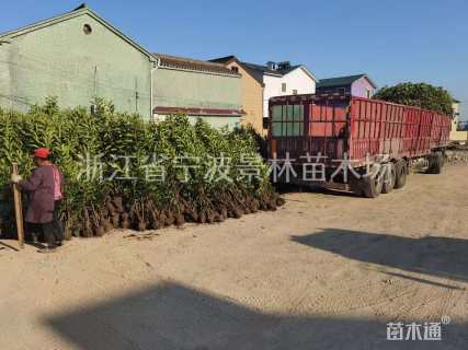 高度150厘米法国冬青绿篱