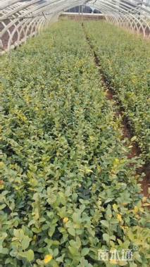 高度30厘米茶梅