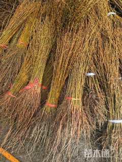 高度100厘米水杉小苗