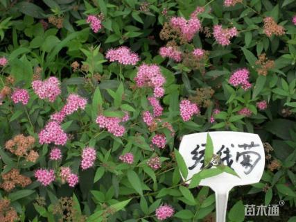 高度60厘米绣线菊小苗
