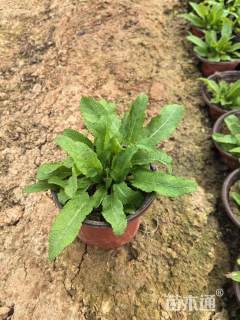 高度15厘米林荫鼠尾草