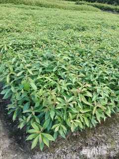 高度70厘米木荷小苗