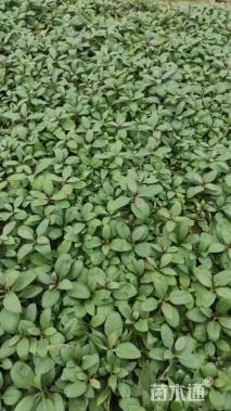 高度20厘米福禄考