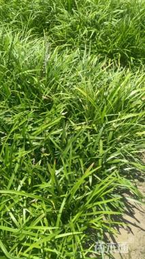 高度35厘米兰花三七草