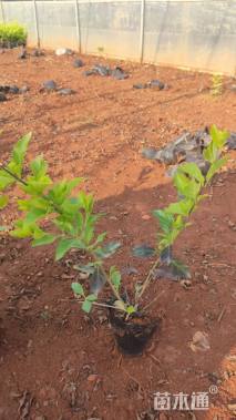 高度30厘米连翘