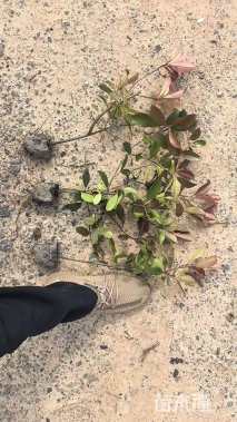 高度40厘米红叶石楠小苗