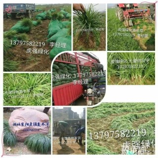 高度15厘米麦冬