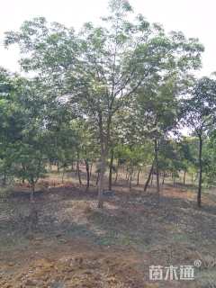 8公分香港四照花