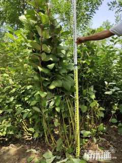 高度80厘米丁香