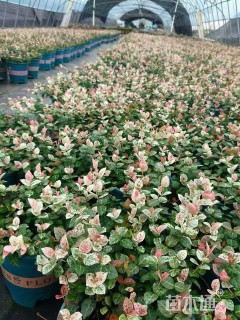 20厘米花叶络石