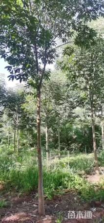 高度150厘米月季