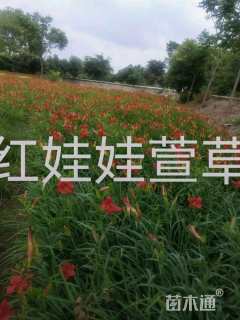 高度20厘米萱草