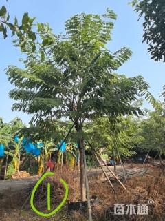 8公分花旗木