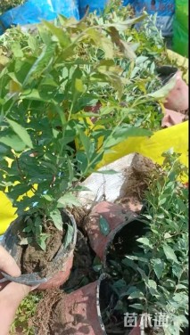 高度30厘米金焰绣线菊