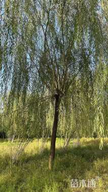 15公分垂柳