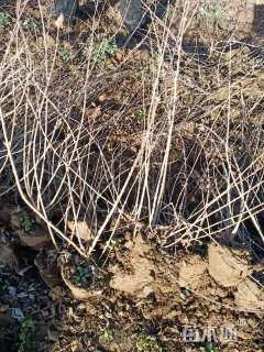 高度50厘米水腊