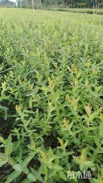 高度30厘米杞柳