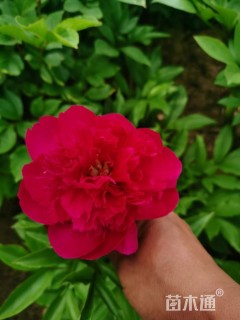 高度50厘米芍药