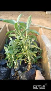 高度15厘米醉鱼草